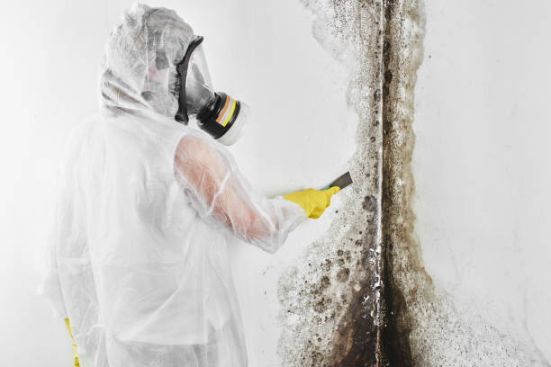Best Best Mold Removal Companies  in Fishers, IN