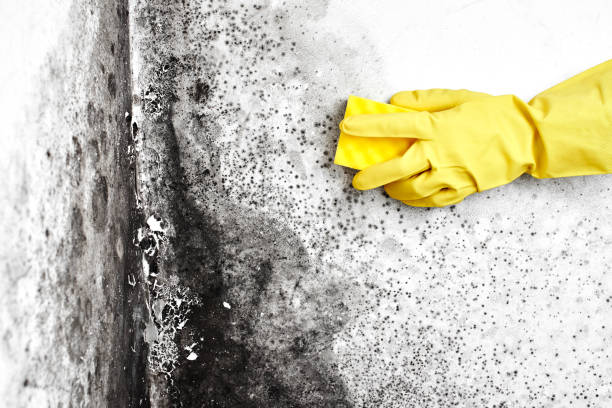 Best Attic Mold Removal  in Fishers, IN
