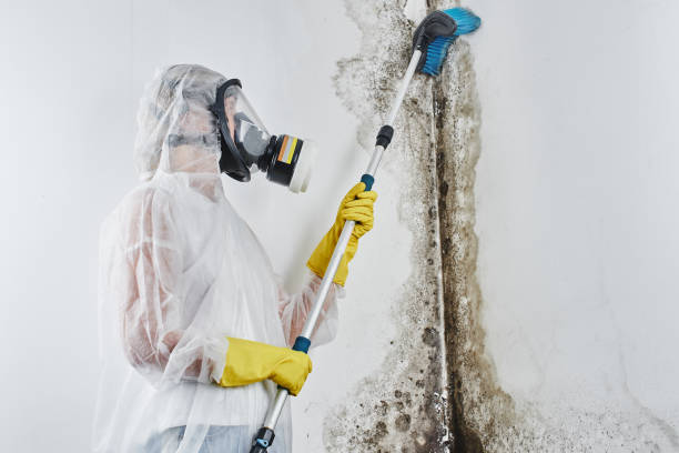 Best Emergency Mold Removal  in Fishers, IN