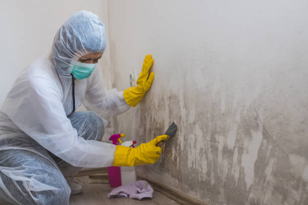 Certified Mold Removal in Fishers, IN