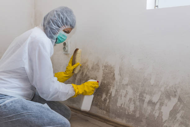 Best Toxic Mold Removal  in Fishers, IN