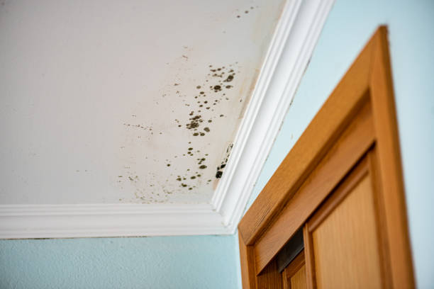 Best Same-Day Mold Removal  in Fishers, IN