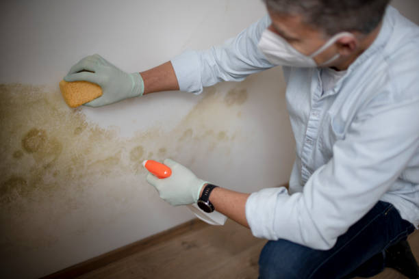 Best Mold Cleaning Services  in Fishers, IN
