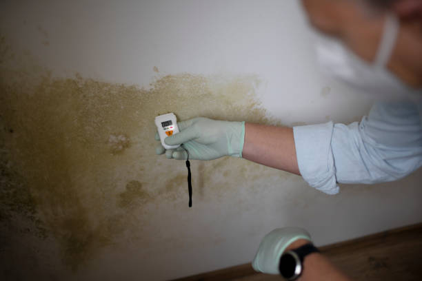 Best Local Mold Removal Service  in Fishers, IN
