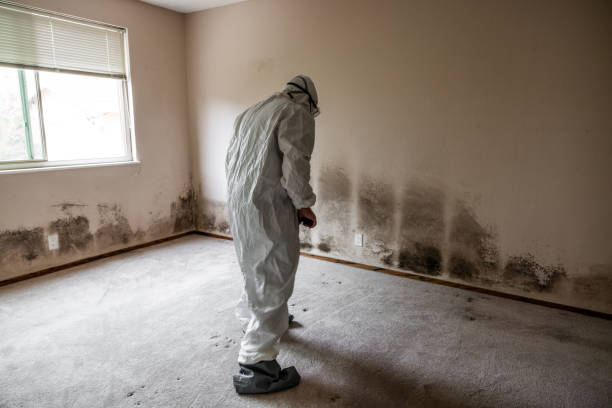 Best Black Mold Removal  in Fishers, IN